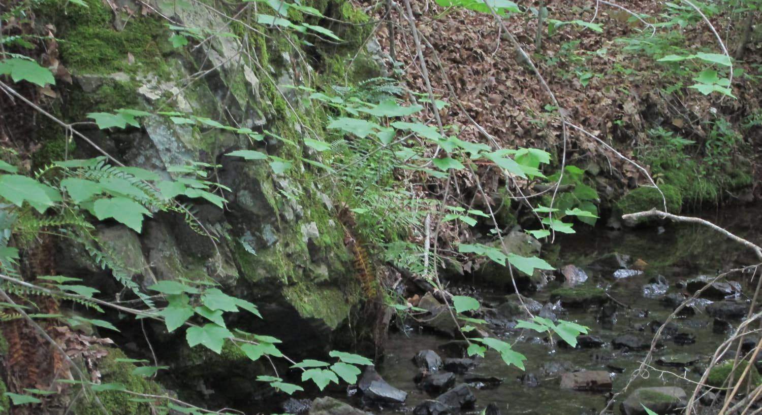 Water rippling over rocks surrounded by brown leaves and green leafy plants