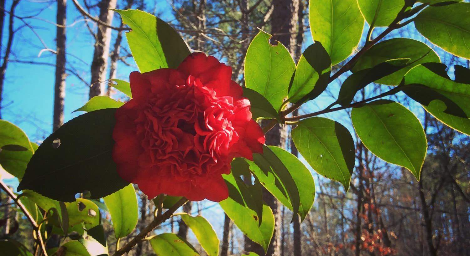Bright red flower growing on branch with green leaves, blue skies in the background