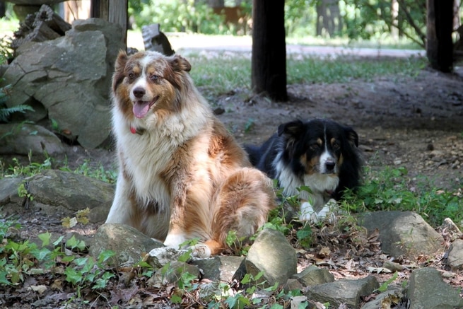 Dogs Cedar and Kodie