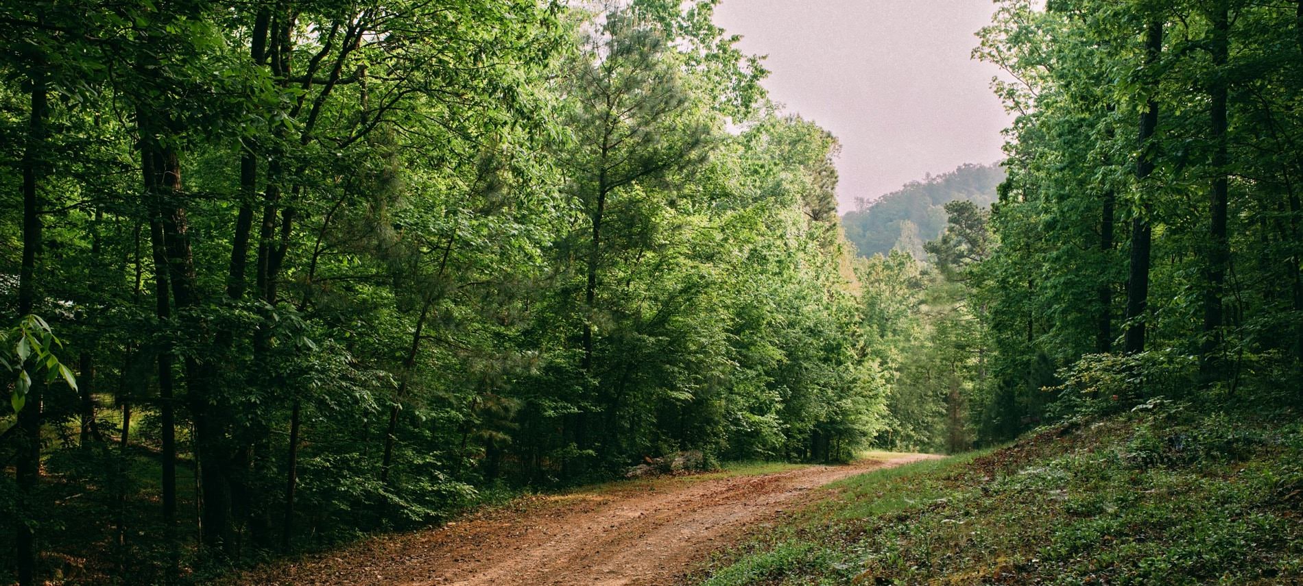 Winding and rolling dirt road surrounded by lush green trees