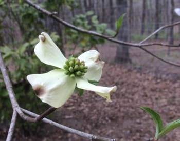 White flower with four large petals growing on a tree surrounded by woods