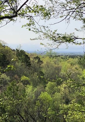 Hundreds of trees in different shades of green