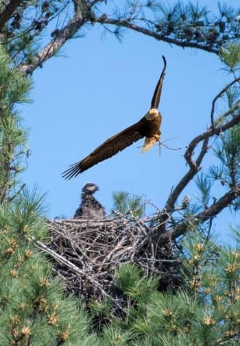 A bald eagle soaring above a nest with a baby eagle in a pine tree