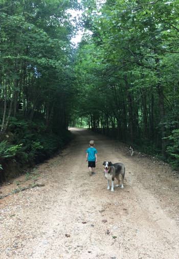 Dirt road surrounded by lush, green trees with a little boy and dog walking on road