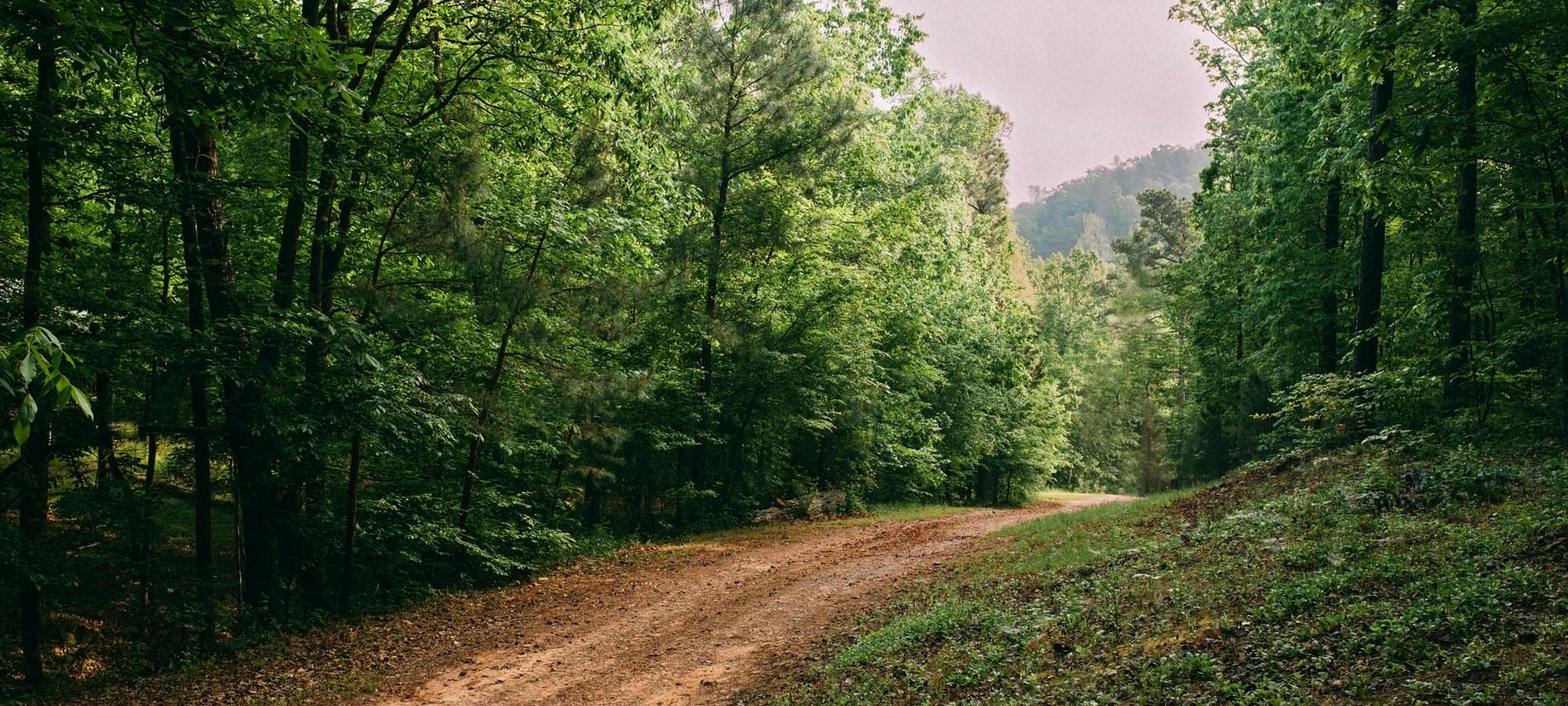 Winding and rolling dirt road surrounded by tall lush green trees